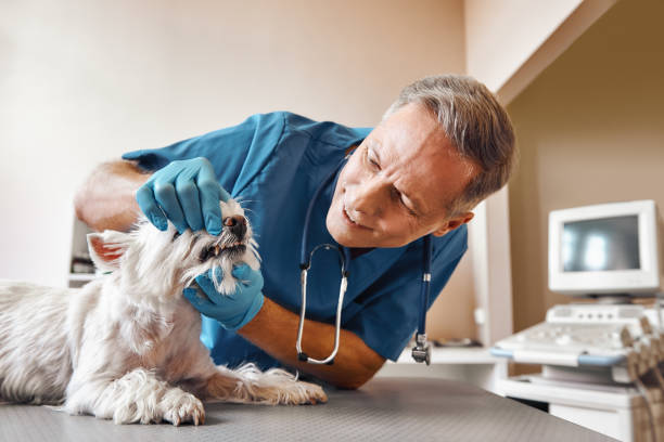 Best Walk-In Emergency Dental Services in Oil City, PA